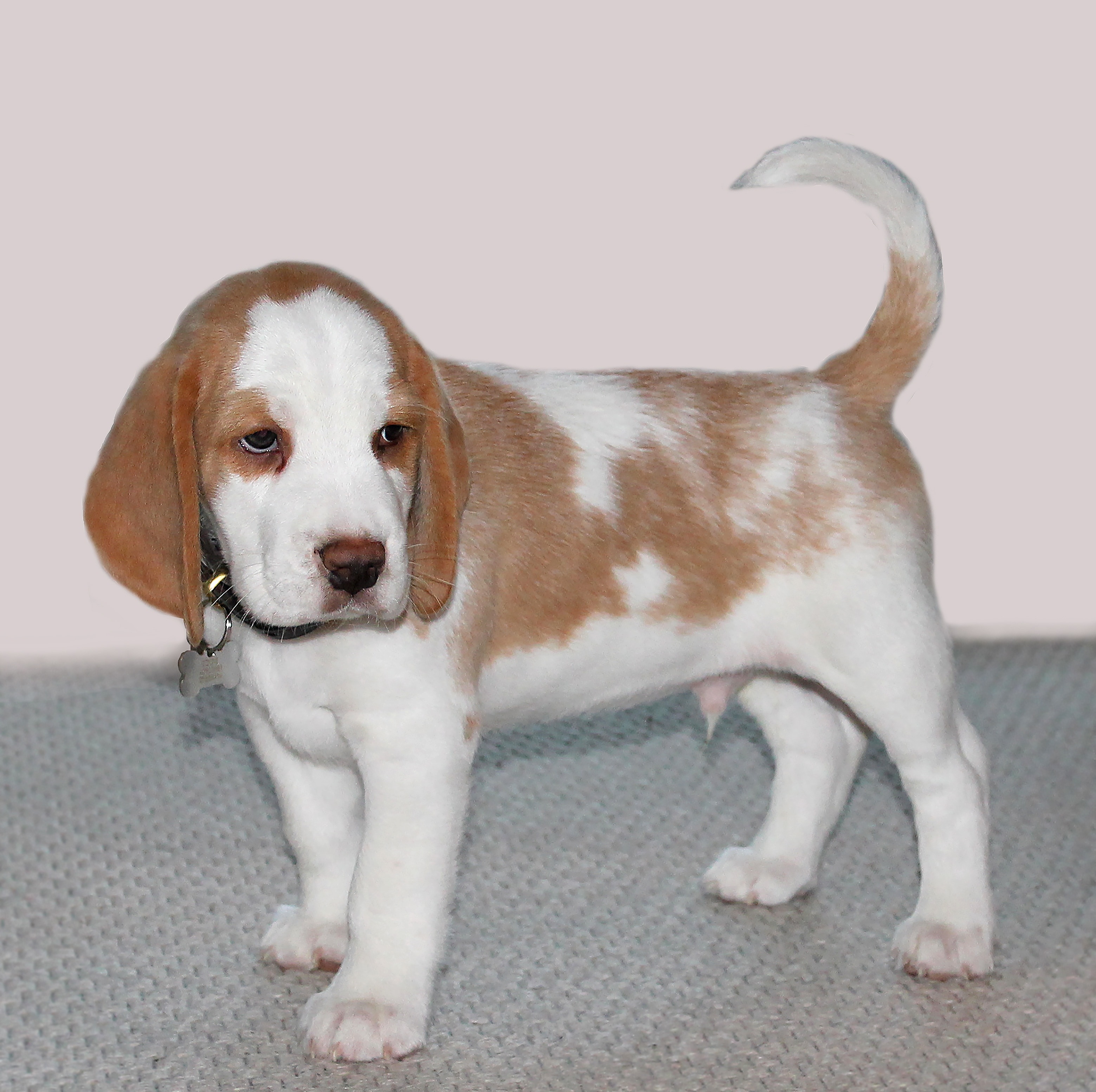 tan and white beagle puppy