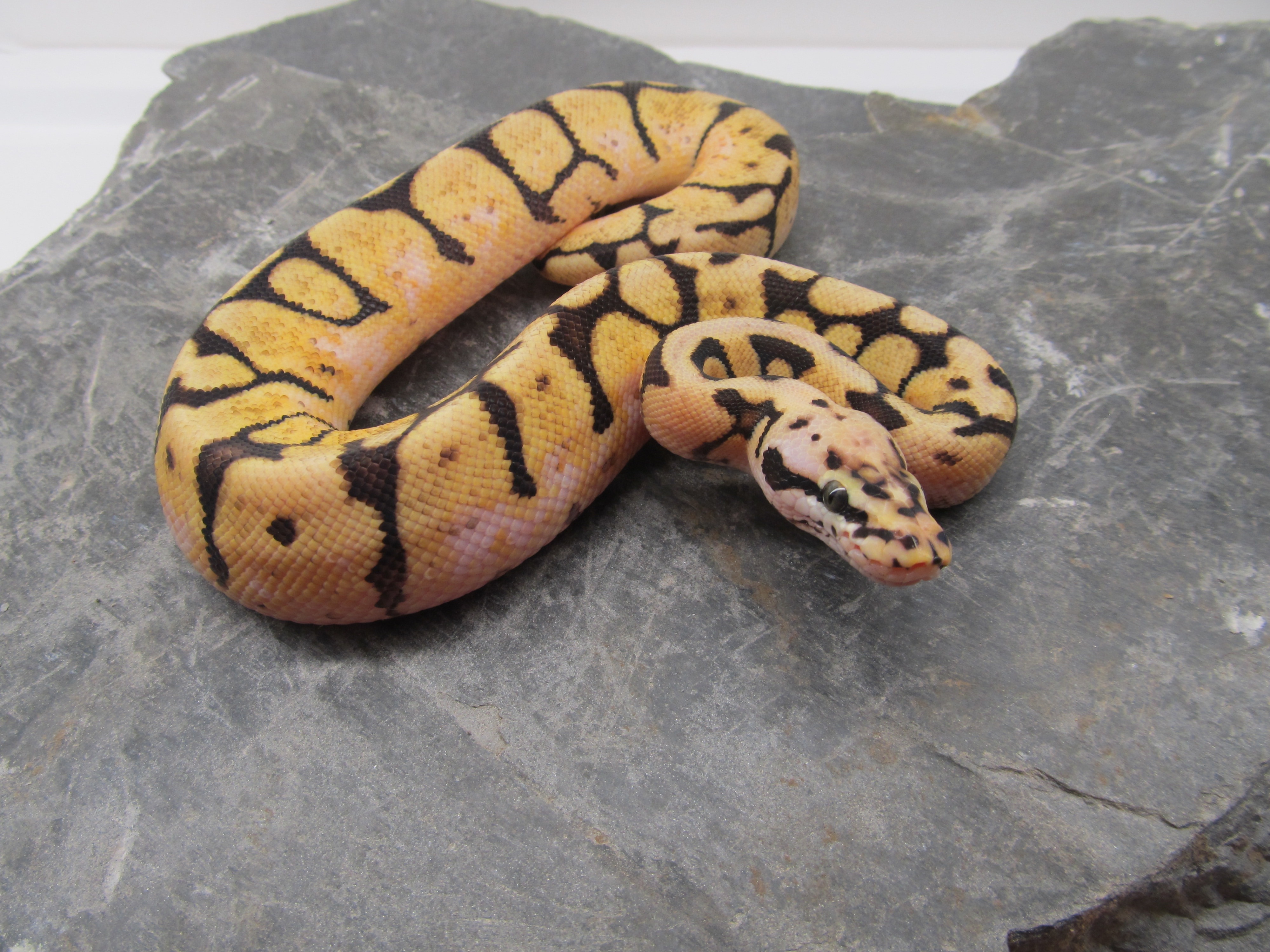 yellow and black snake