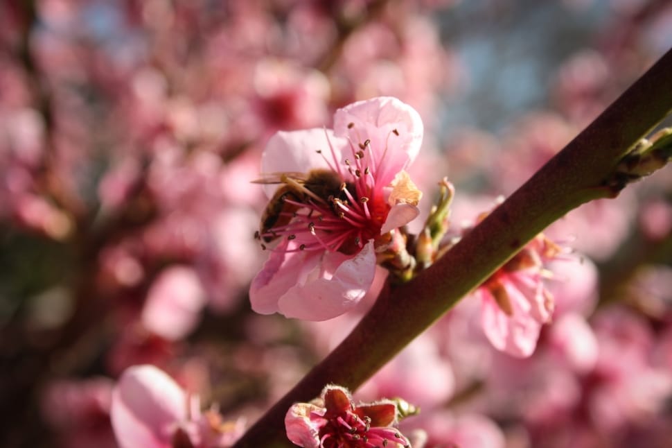 bee on a pink cherry blossom preview