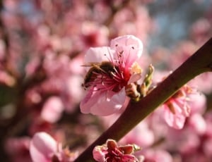 bee on a pink cherry blossom thumbnail