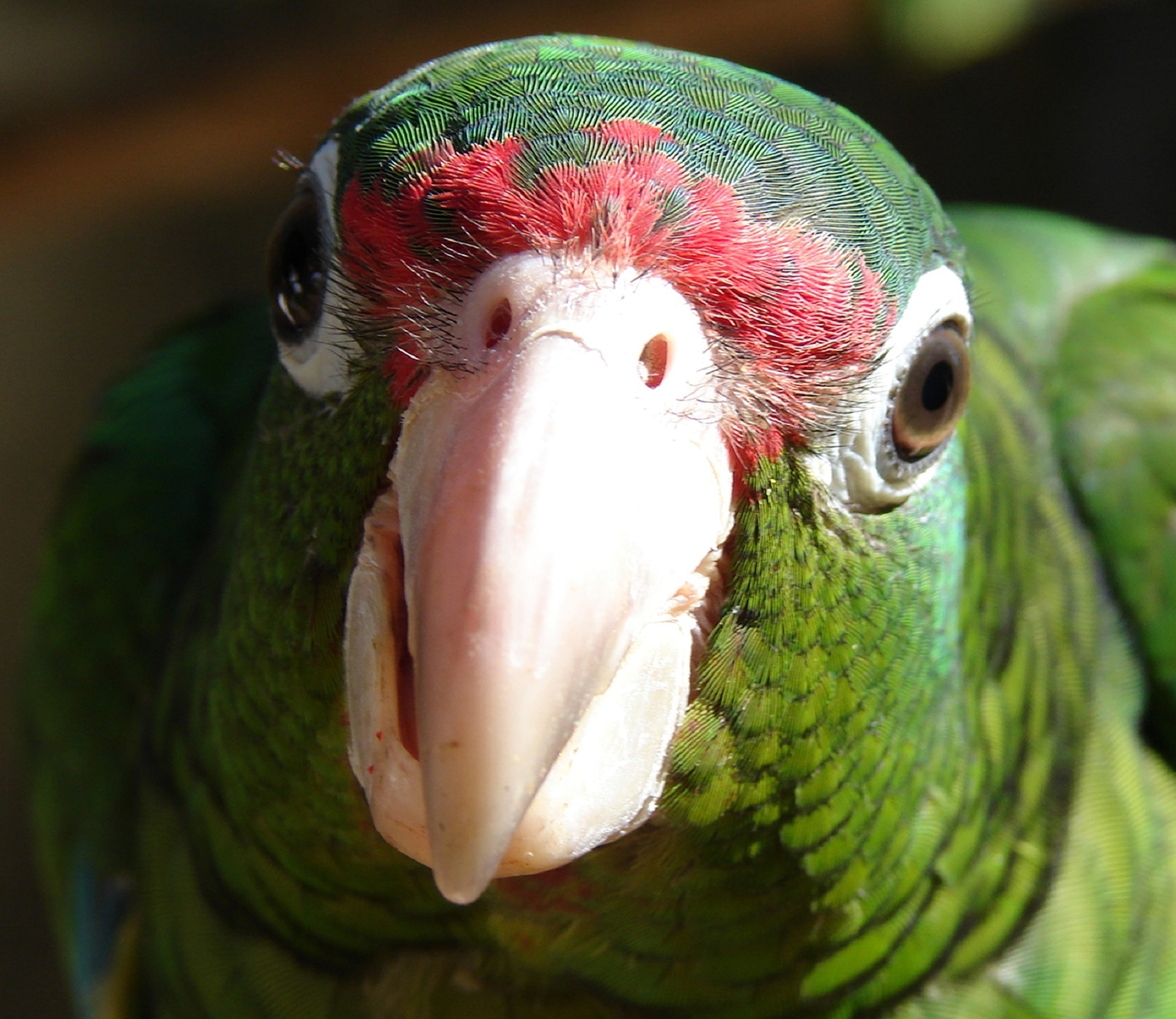 green and red parrot