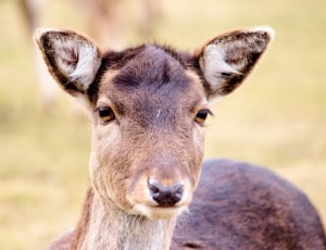 shallow focus photograph of a brown deer thumbnail