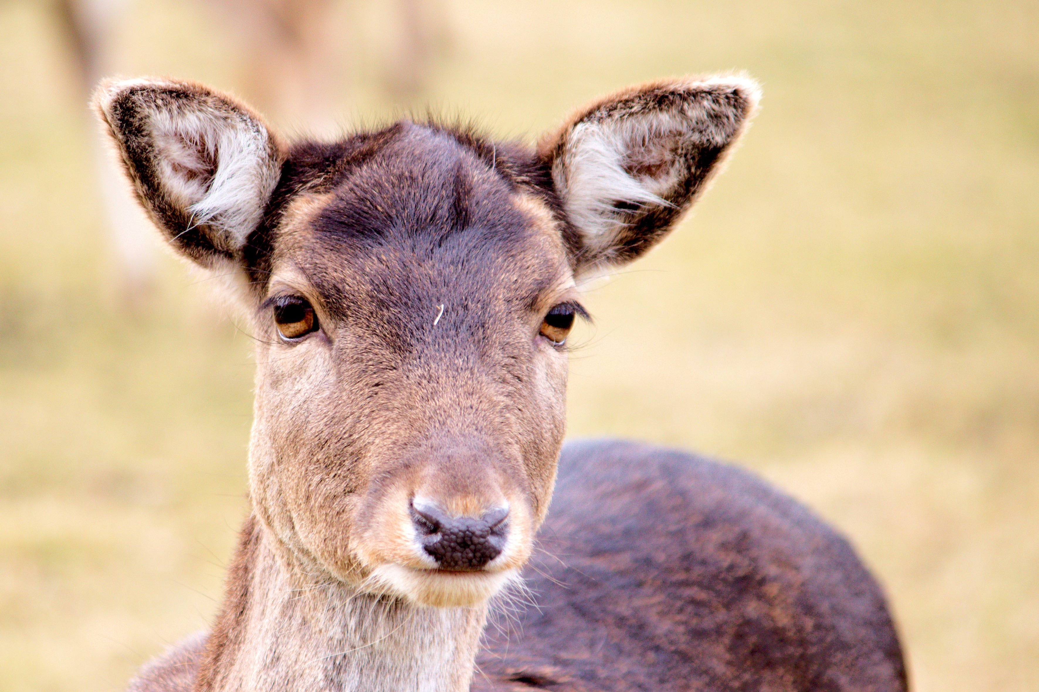 shallow focus photograph of a brown deer