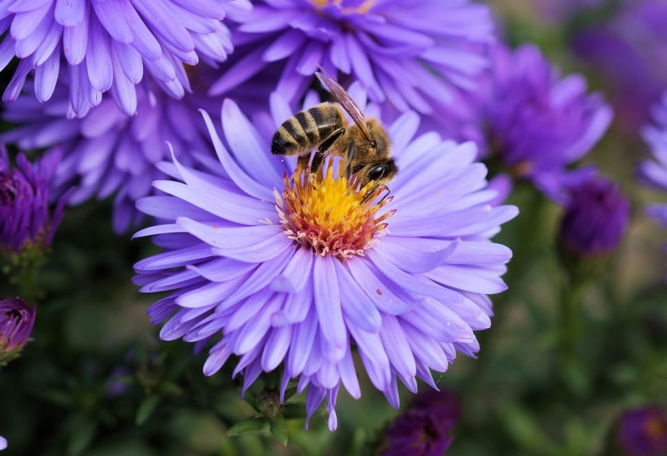 bee on purple and yellow flower preview