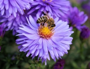 bee on purple and yellow flower thumbnail