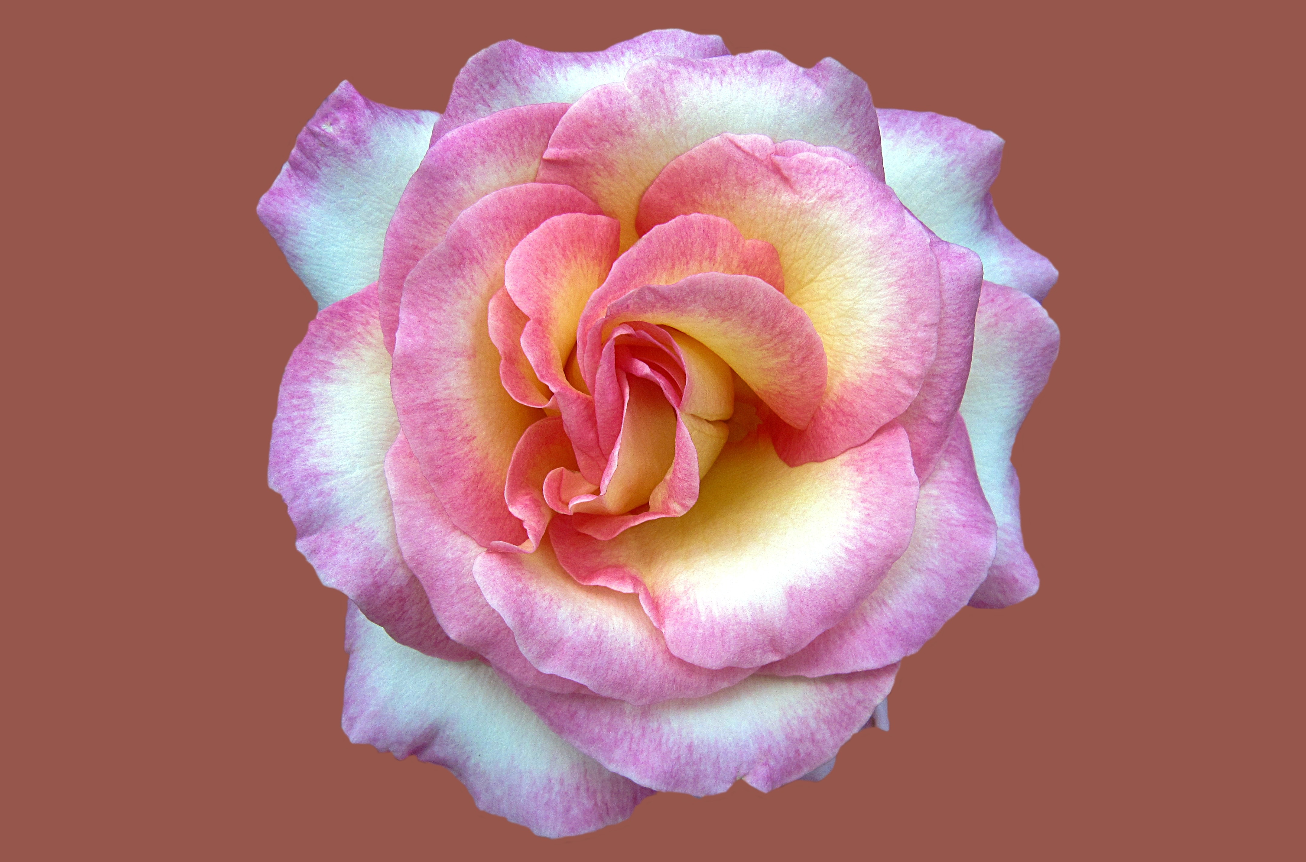 Благородные розы. Синди Rose. Розовый Нобль. Розы из города Халфетти.