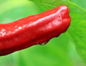 red pepper thumbnail