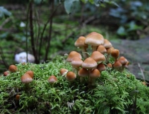 brown mushroom on green grass thumbnail
