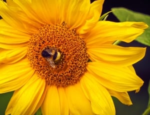yellow sunflower with bee on top thumbnail