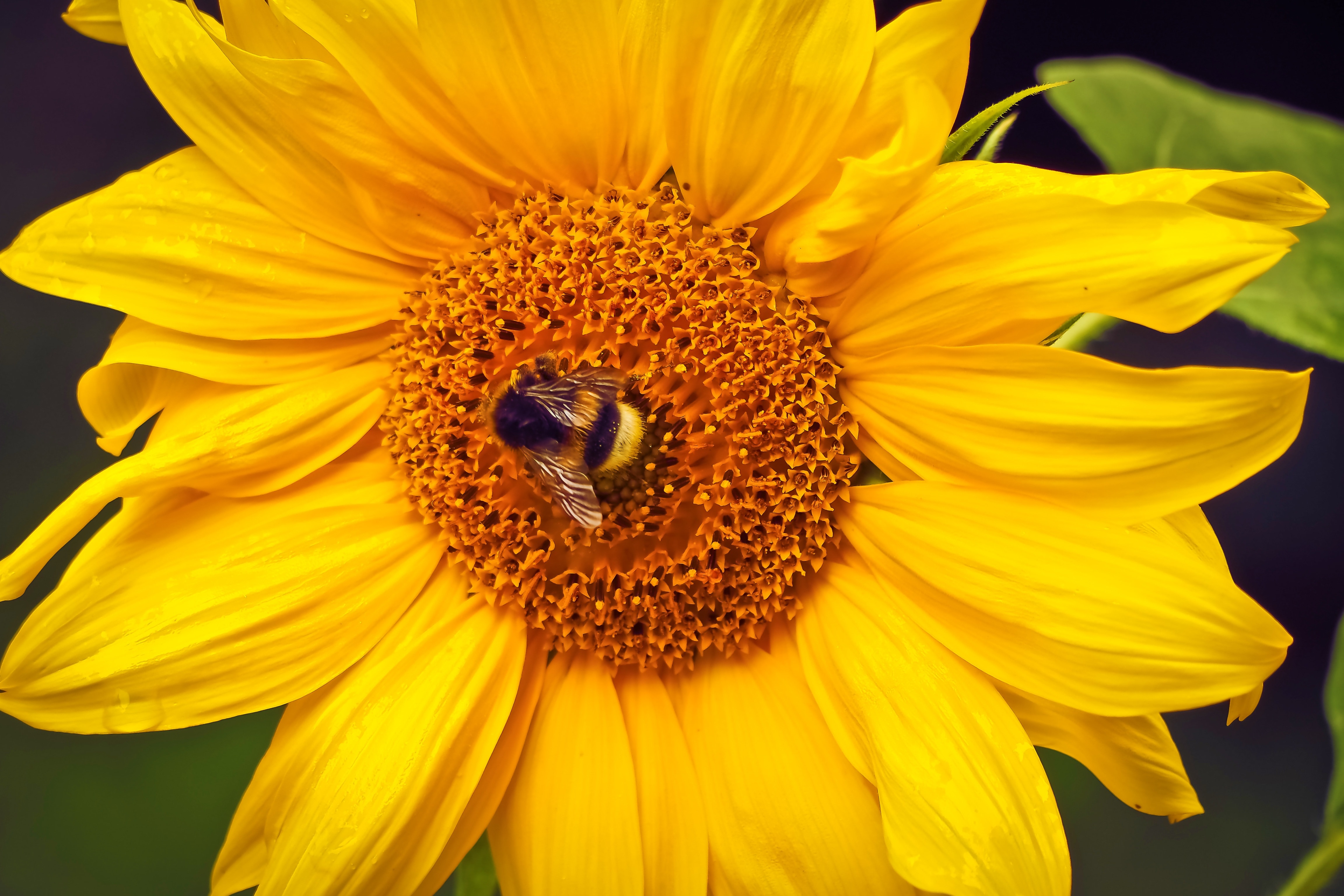 yellow sunflower with bee on top