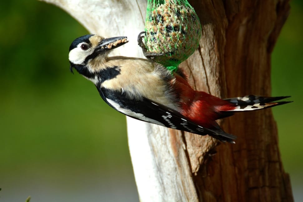 great spotted woodpecker preview