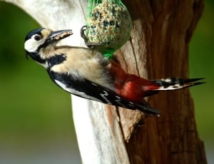great spotted woodpecker thumbnail