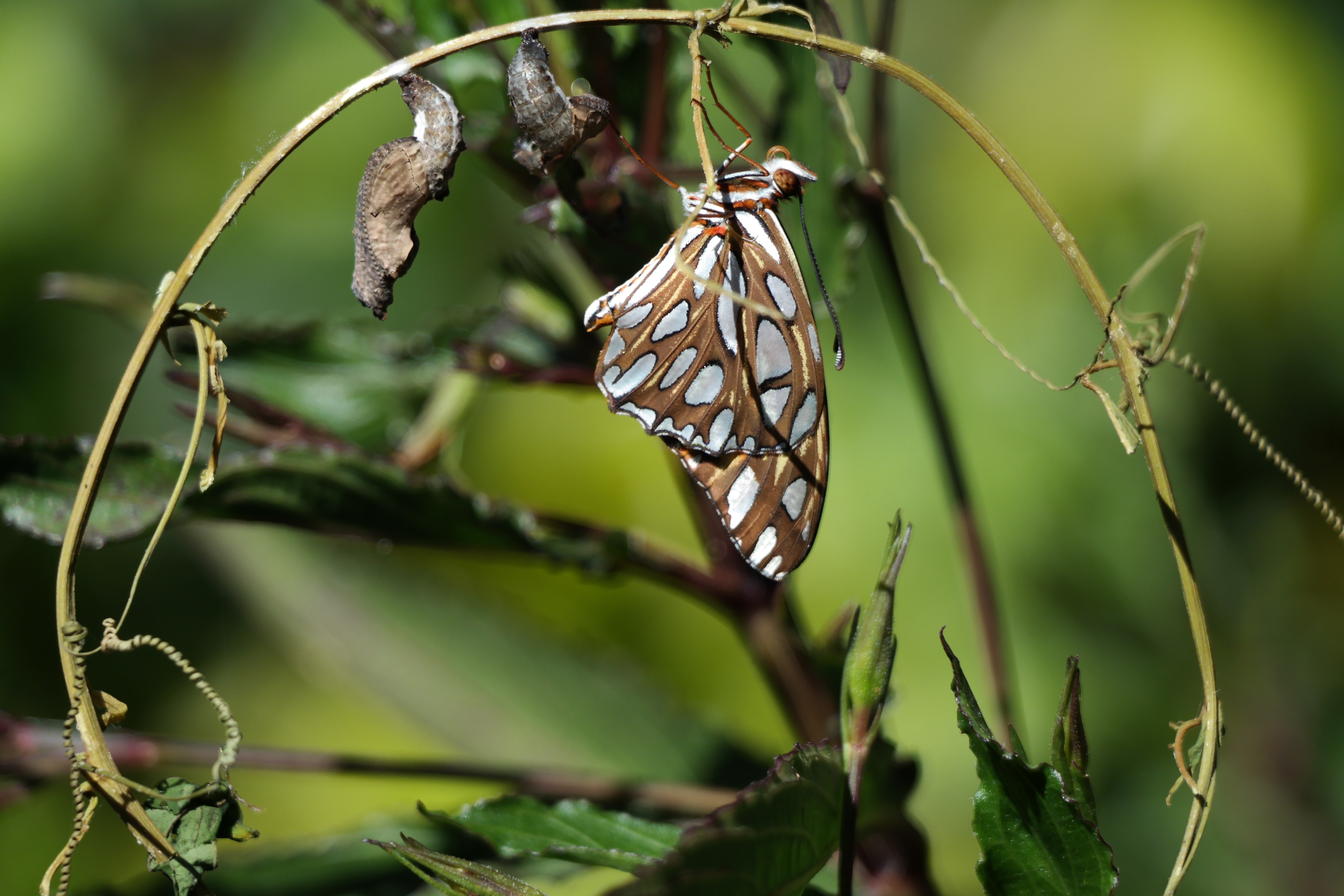 brown and white butterfly