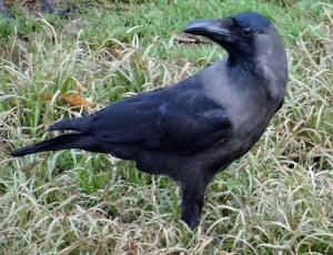 Bird, Indian House Crow, one animal, bird thumbnail