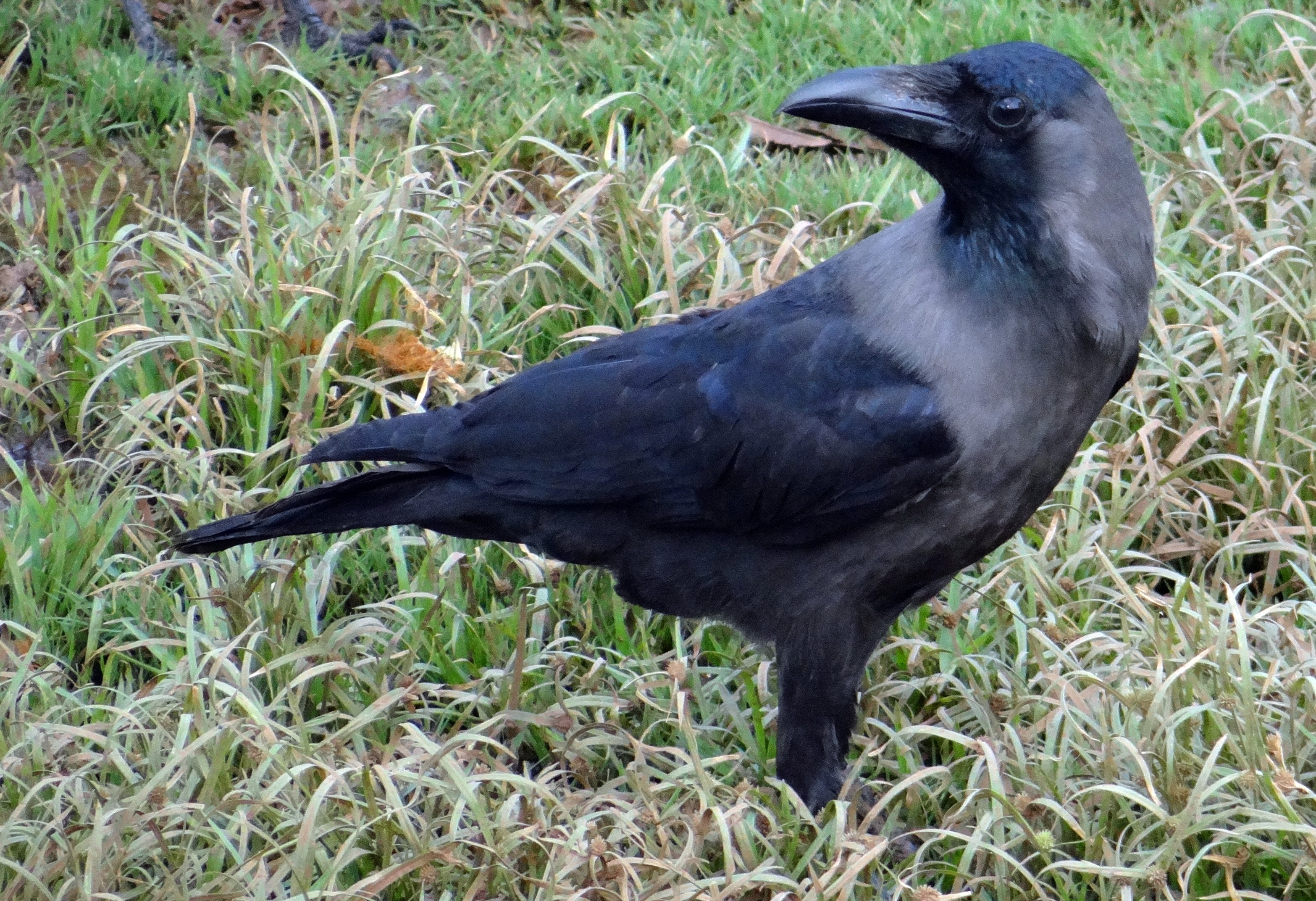 Bird, Indian House Crow, one animal, bird