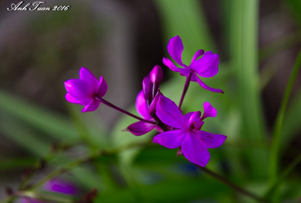 purple boat orchid, Cymbidium preview