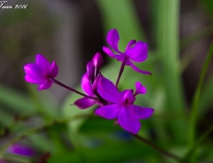 purple boat orchid, Cymbidium thumbnail