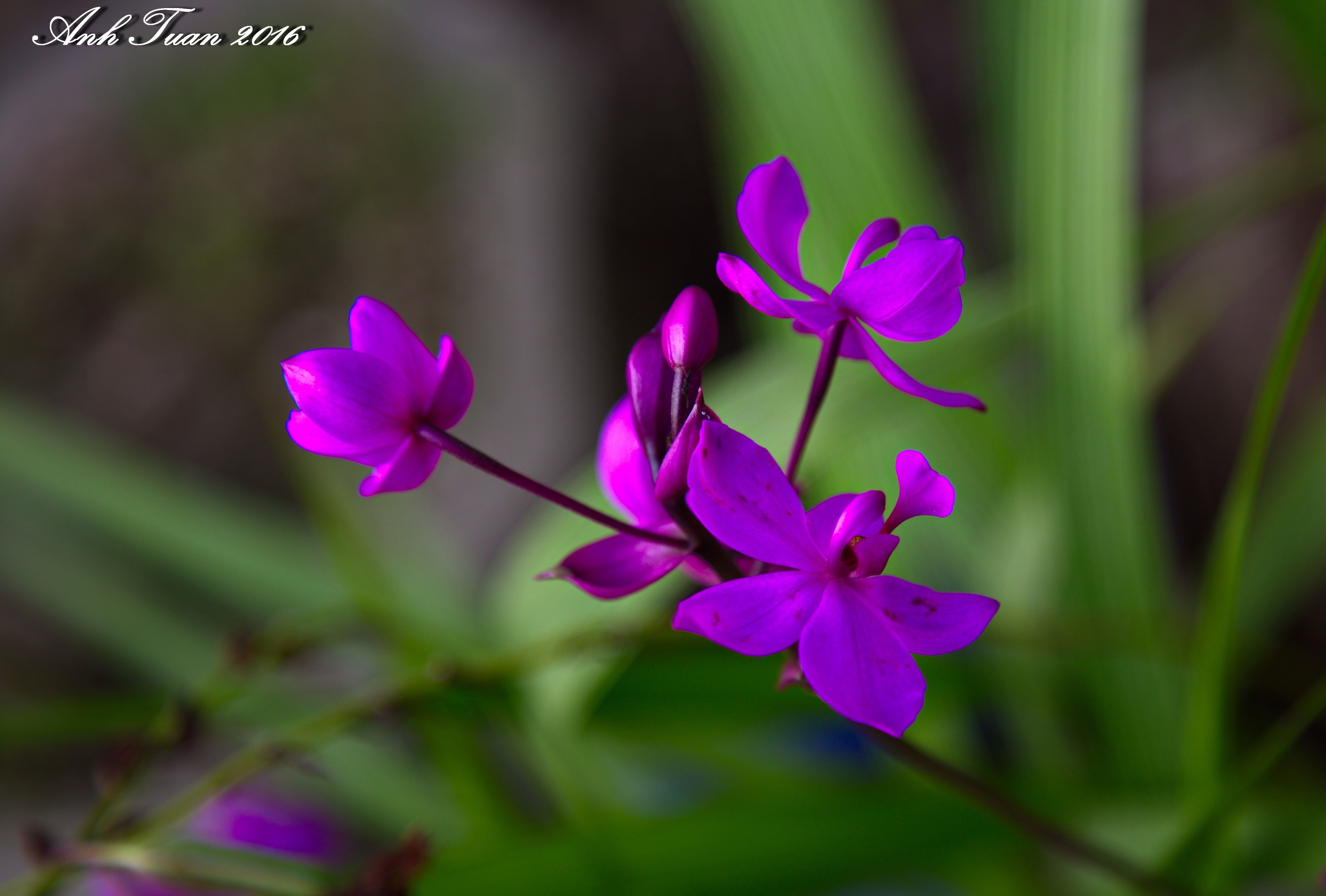 purple boat orchid, Cymbidium