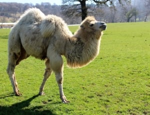 brown and white camel thumbnail