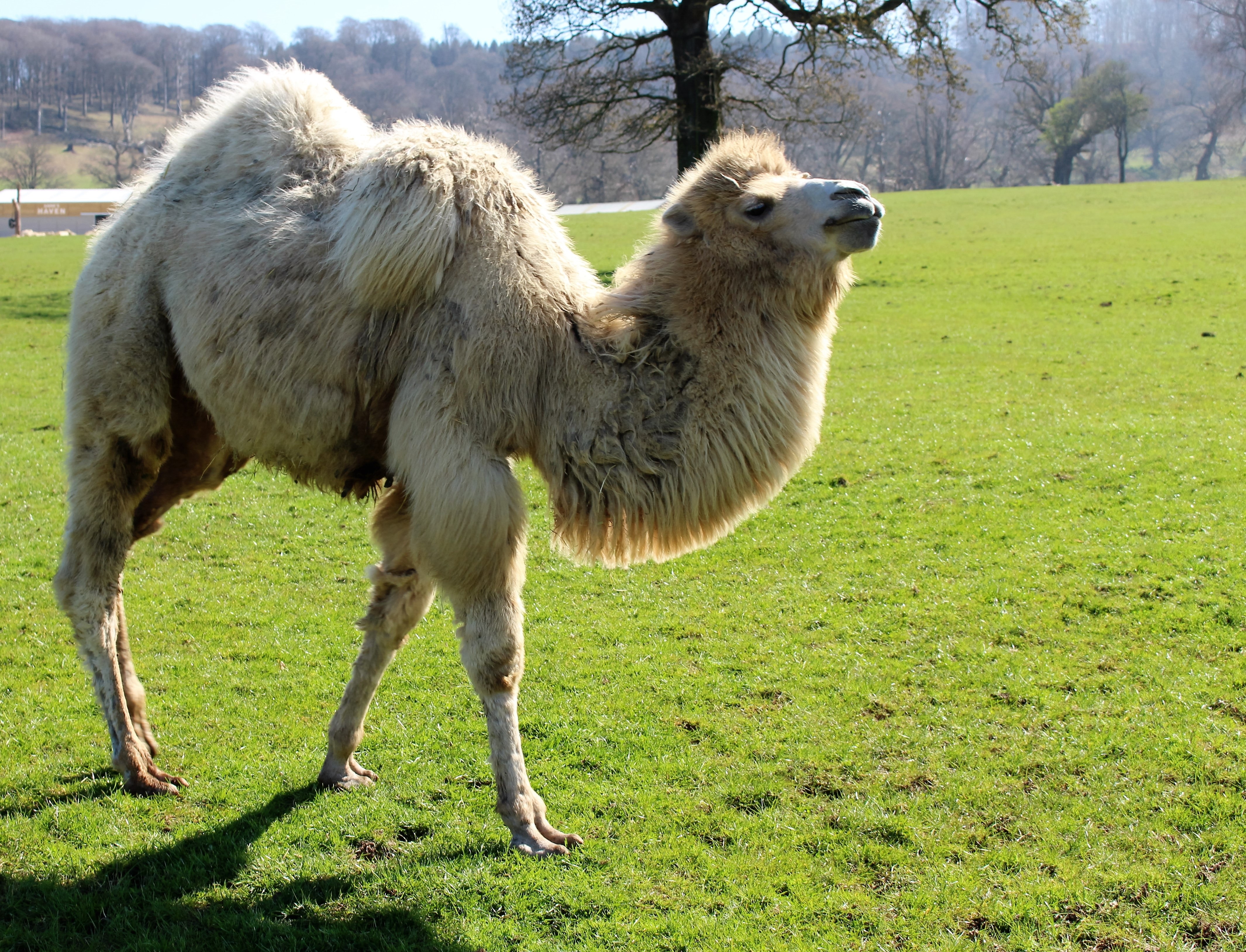 brown and white camel