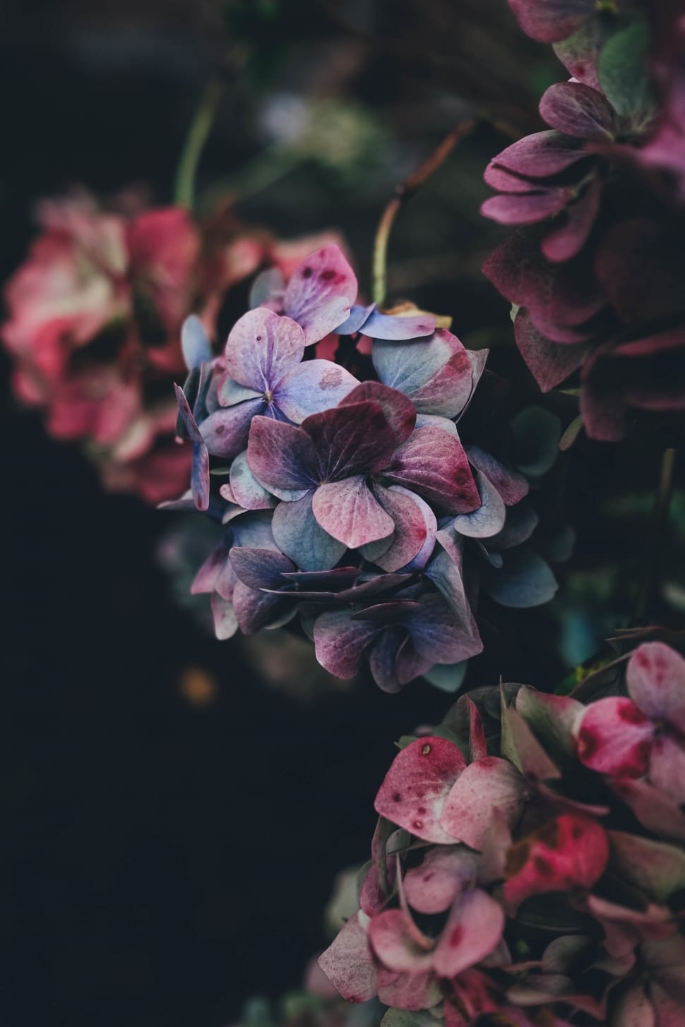 pink and white flowers preview