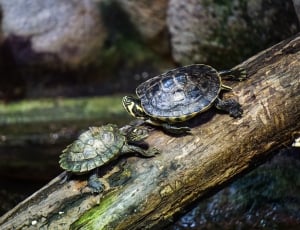 2 brown turtles thumbnail