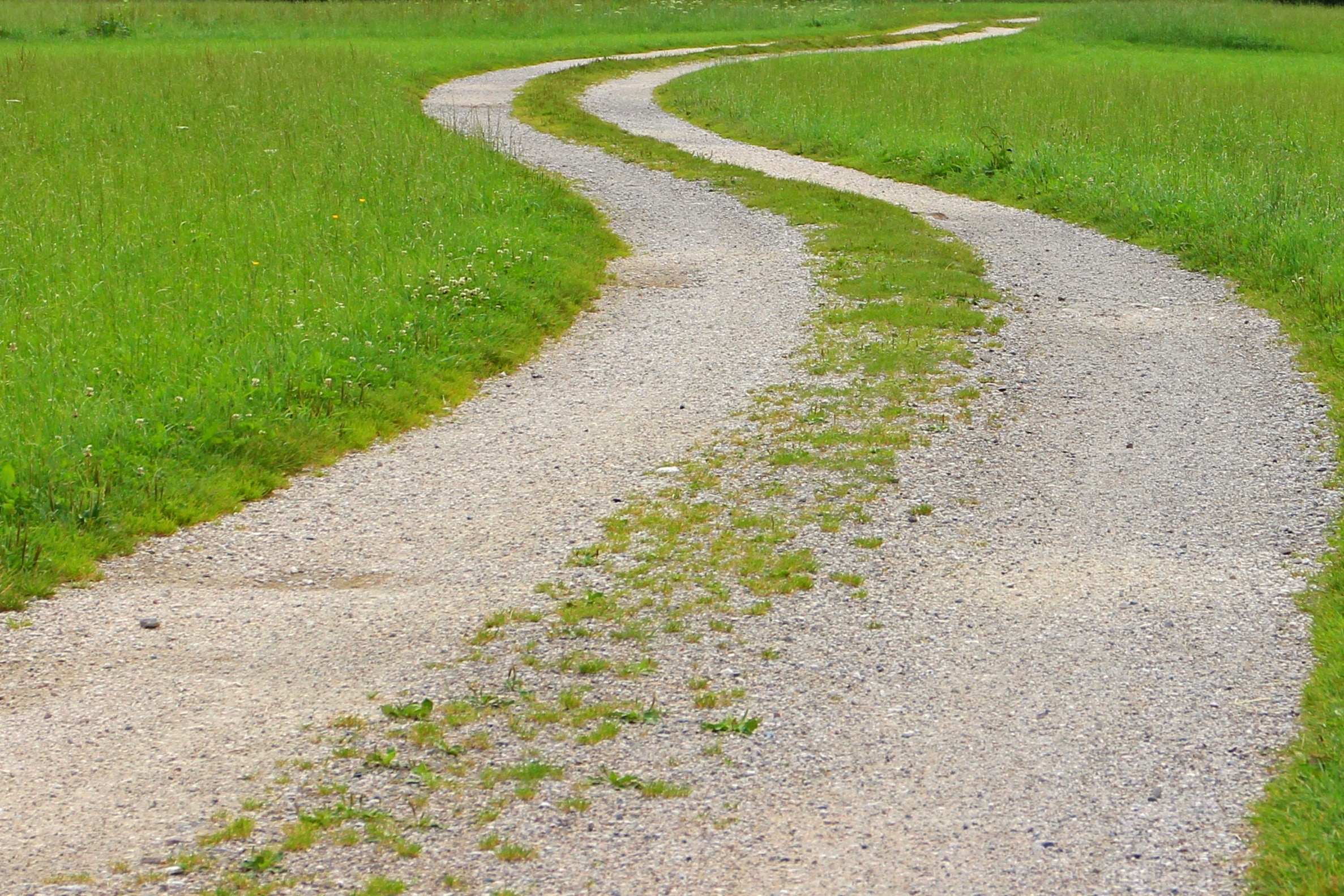 1920x1080 wallpaper | green grass field | Peakpx