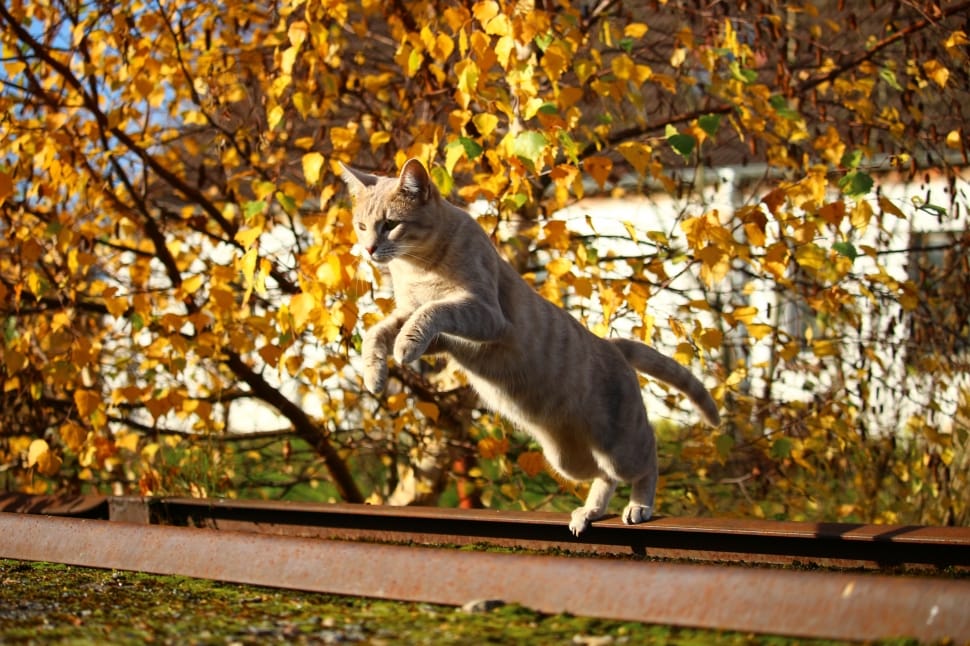 Fall Foliage, Cat, Mieze, Leaves, Autumn, domestic cat, one animal preview