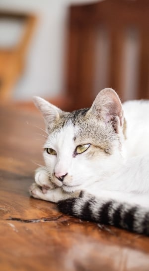 gray and white bi-color short fur cat thumbnail