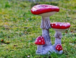 Deco, Mushrooms, Garden, Lucky Guy, mushroom, fungus thumbnail
