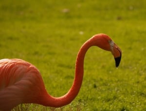orange and white animal beside the green grass load thumbnail