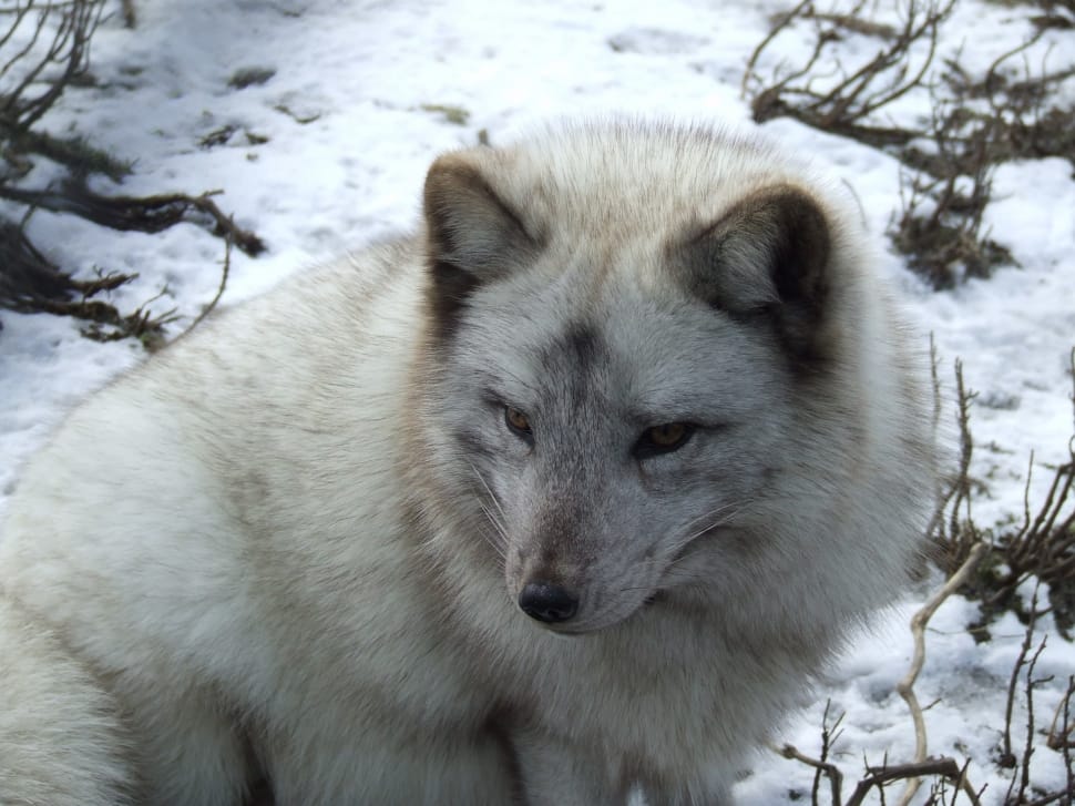 Animal, Snow, Fox, Fur, Arctic Fox, animals in the wild, animal wildlife preview