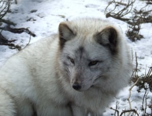 Animal, Snow, Fox, Fur, Arctic Fox, animals in the wild, animal wildlife thumbnail