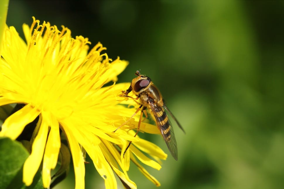 yellow hoverfly preview