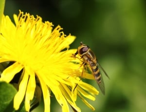 yellow hoverfly thumbnail