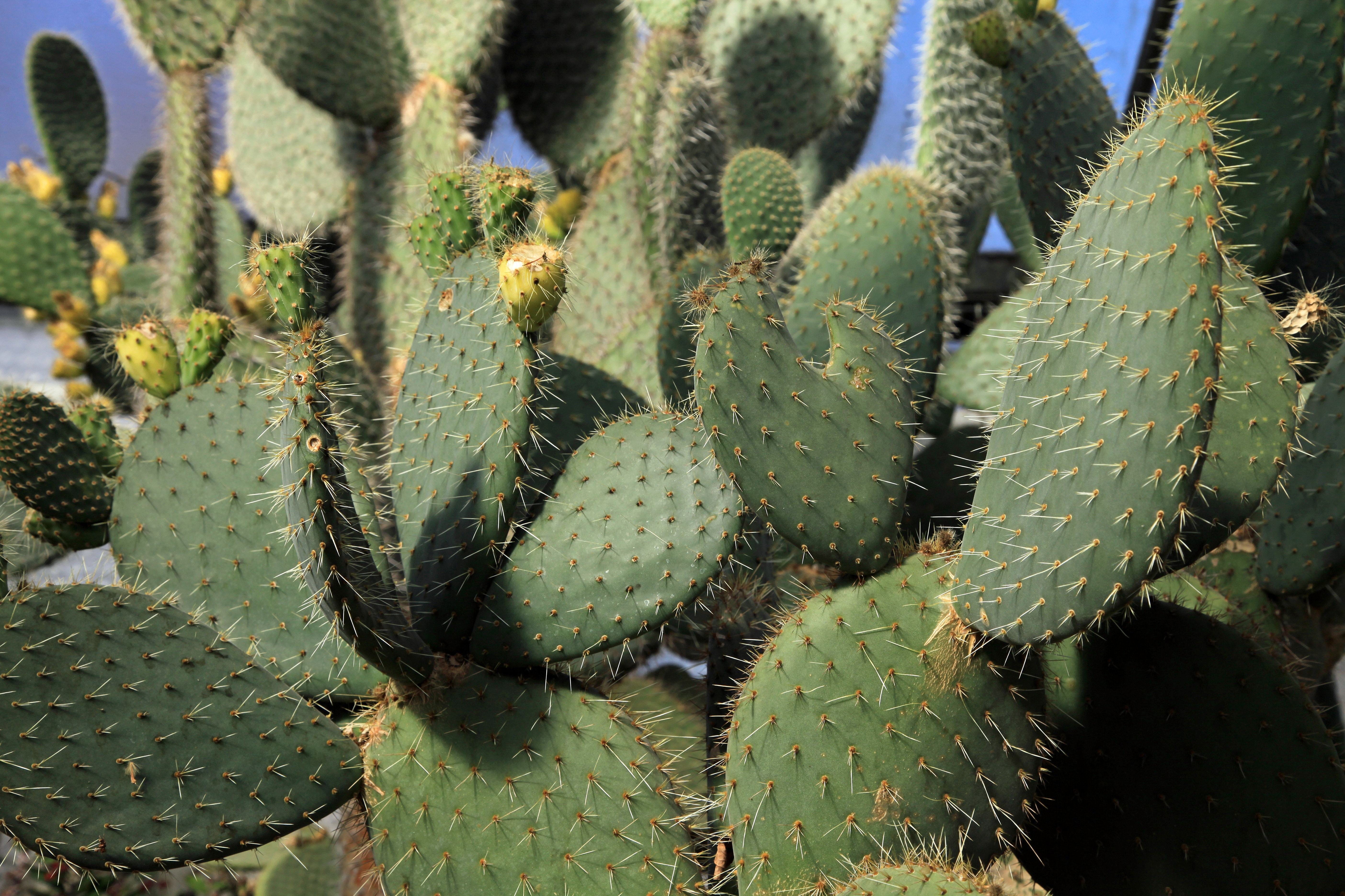 Cactus. Кактус опунция микс. Кариофил Кактус. Опунция мелкоколючковая. Пеннисетум Кактус опунция.