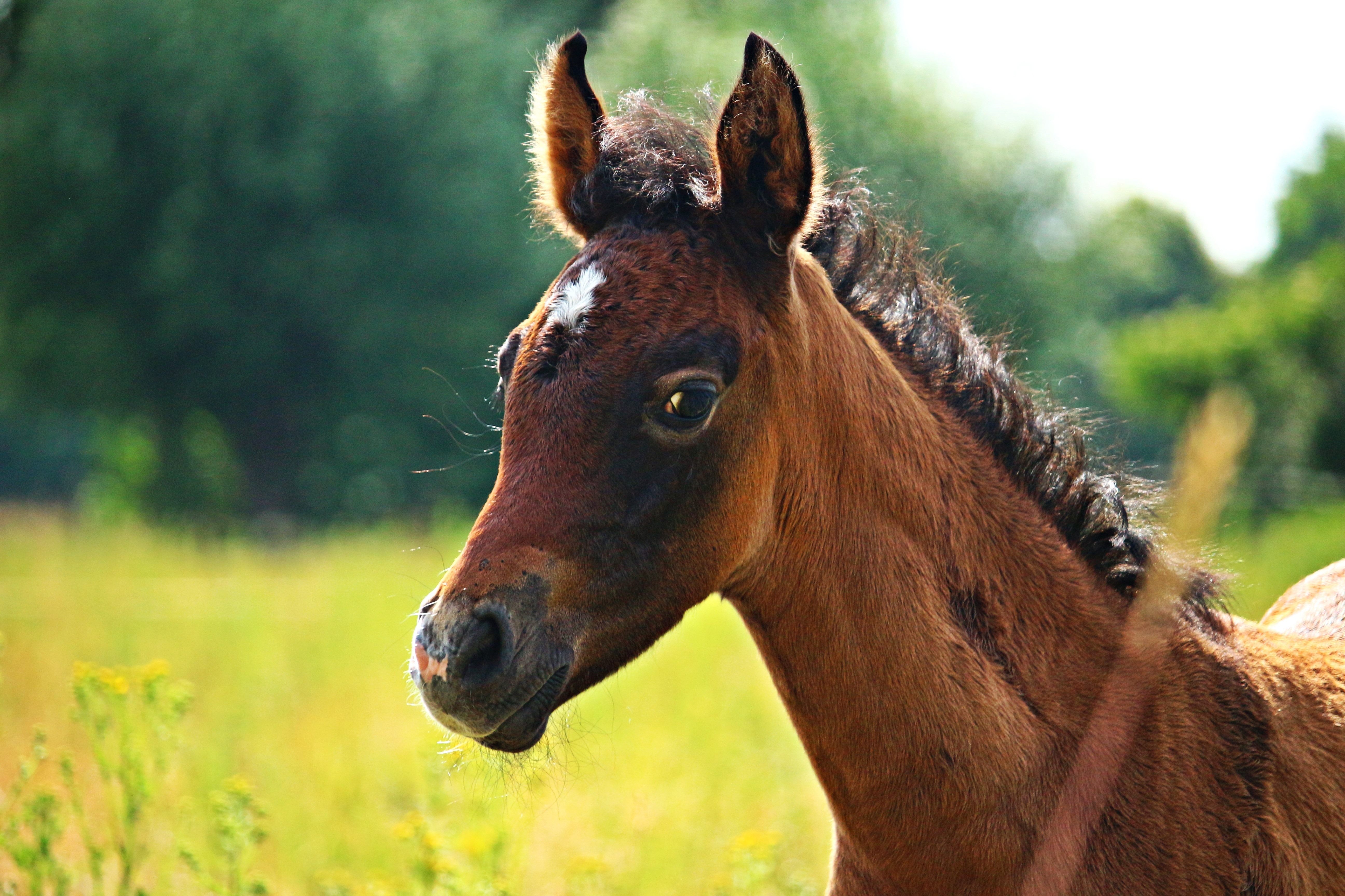 brown pony
