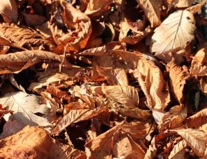 brown wilted leaf lot thumbnail