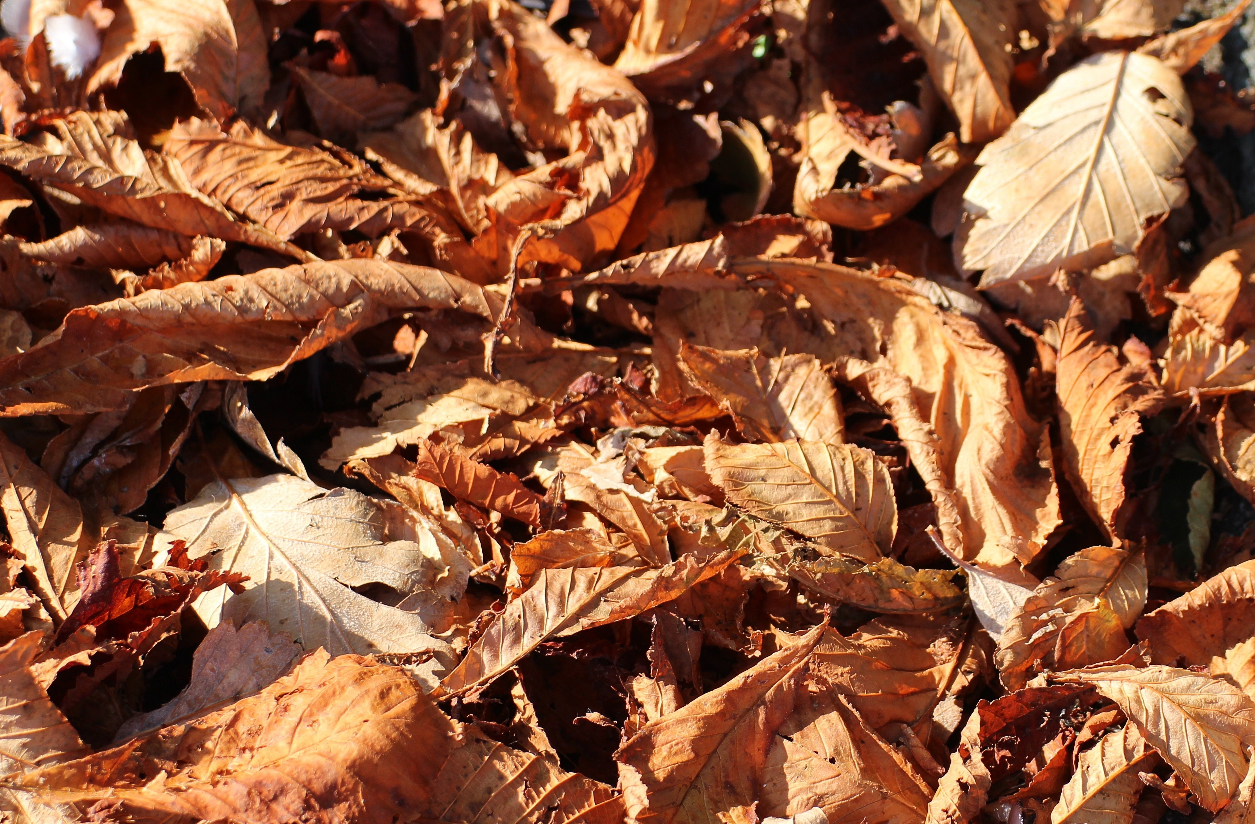 brown wilted leaf lot
