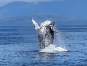 black whale thumbnail