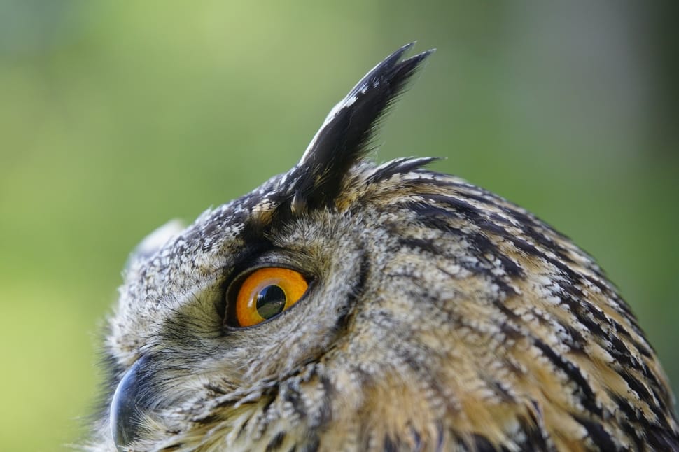 gray and beige eagle owl preview
