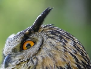gray and beige eagle owl thumbnail