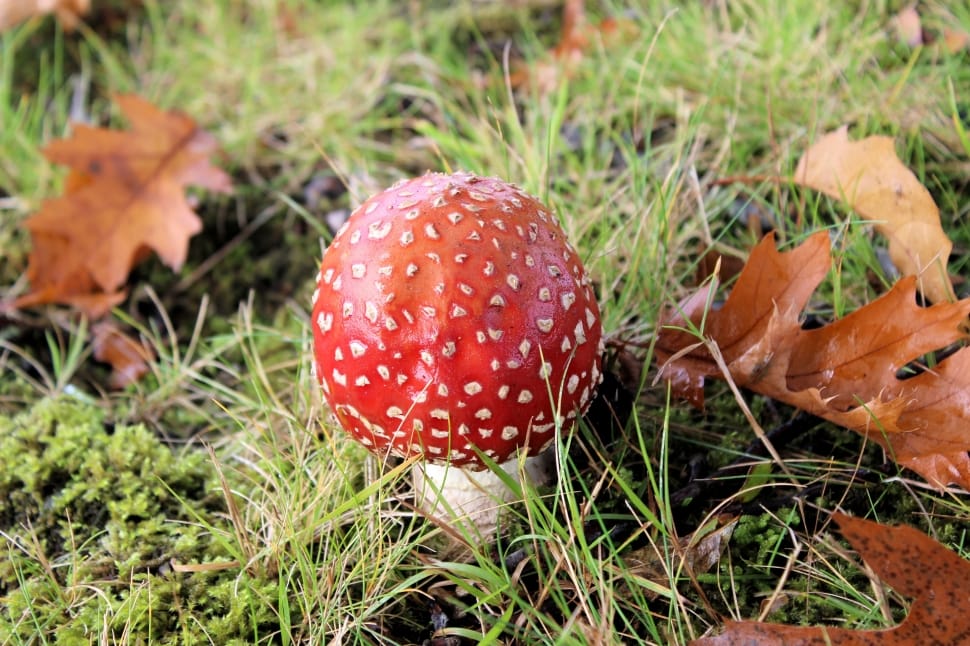 red and white mushroom on grass preview