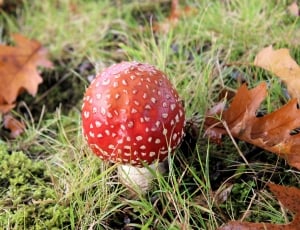 red and white mushroom on grass thumbnail