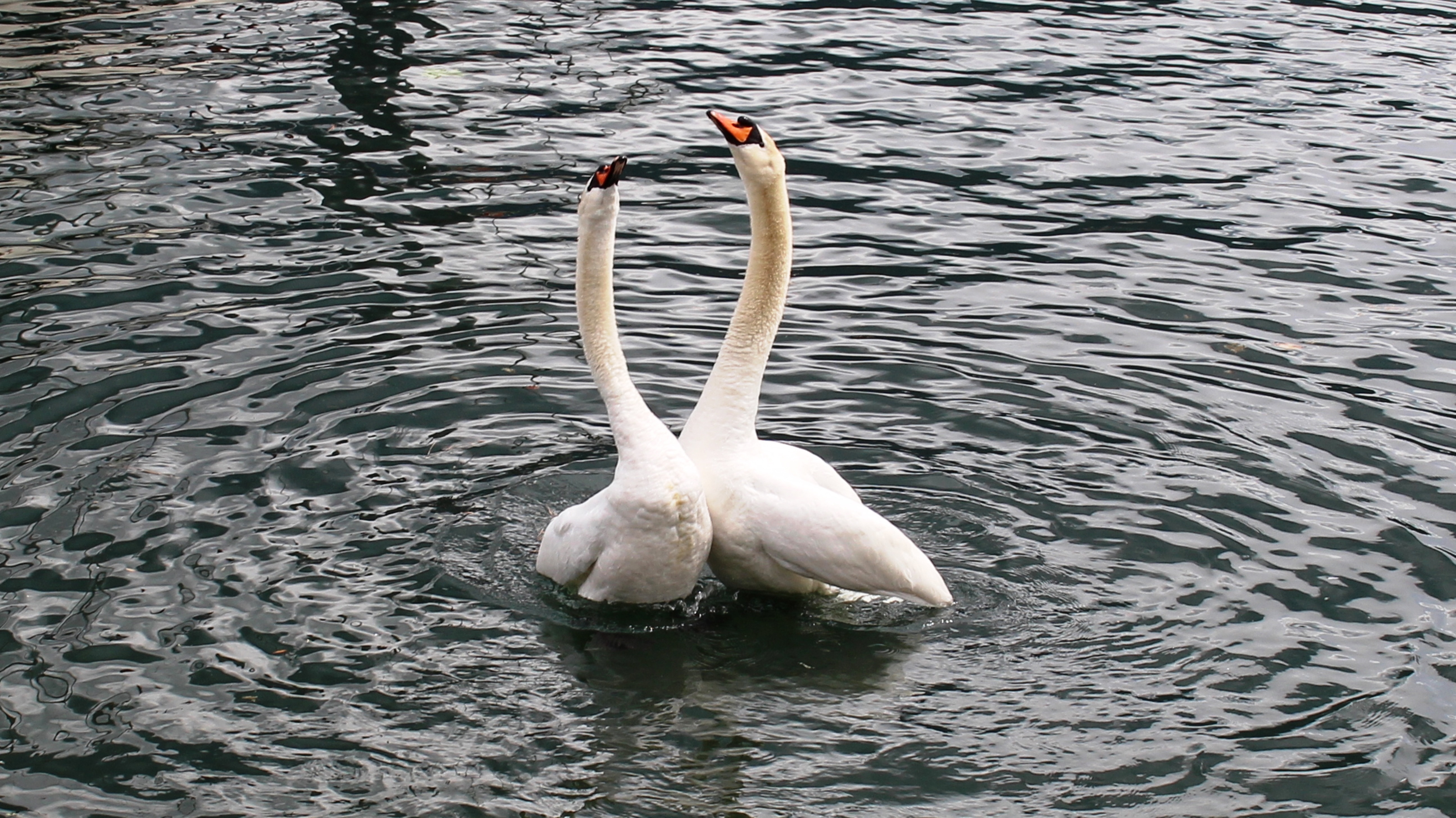 2 white swans