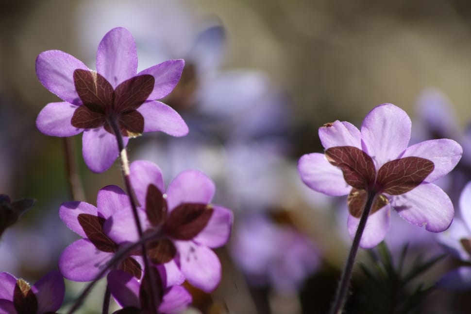 purple double petaled flowers preview