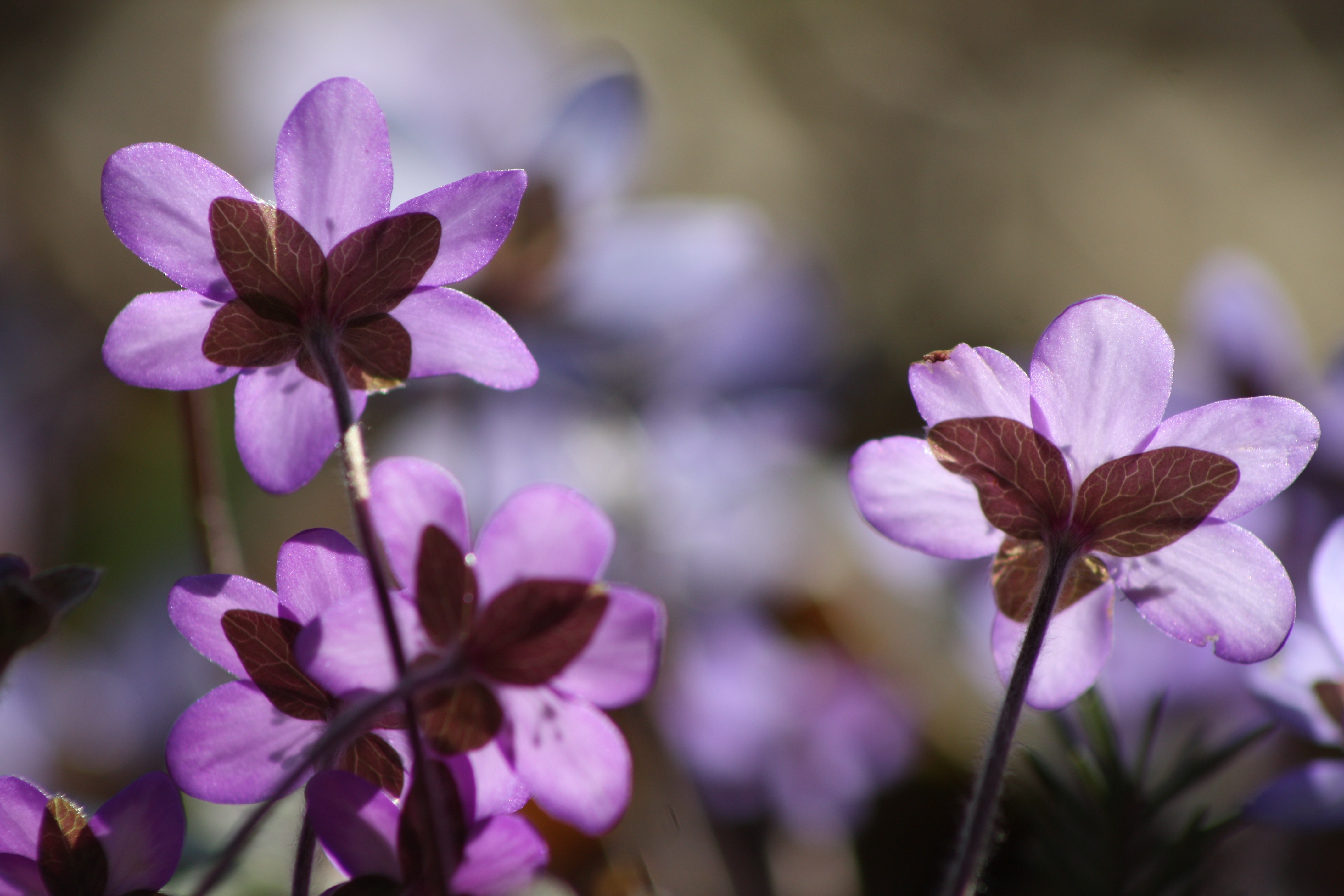 purple double petaled flowers