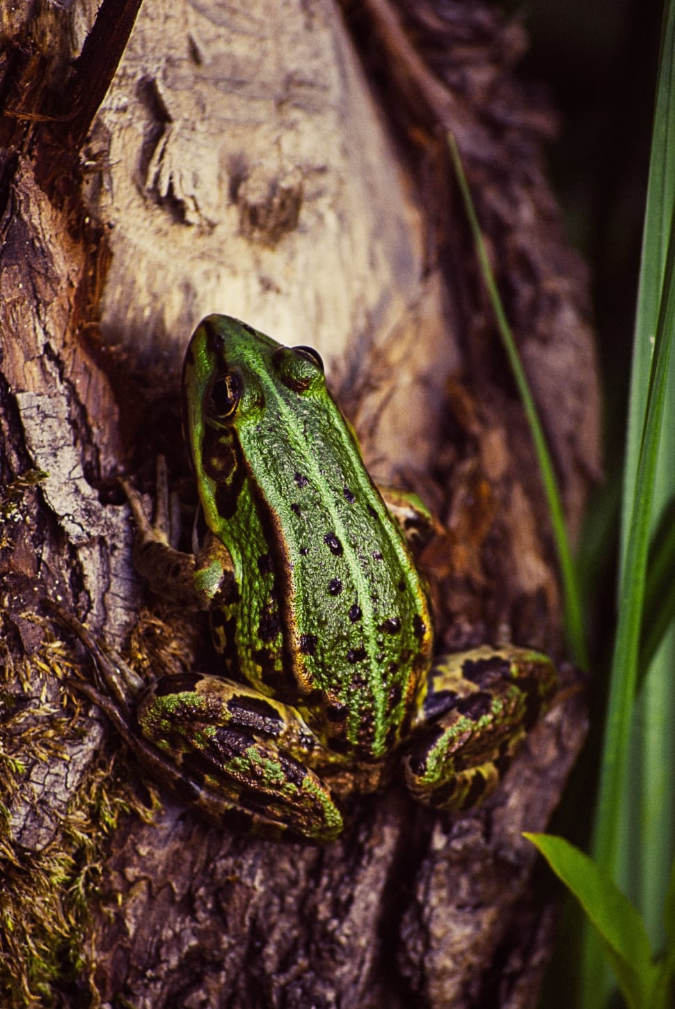 green and black frog  on brown wooden tree preview