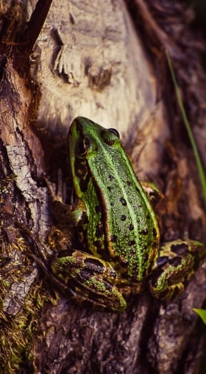 green and black frog  on brown wooden tree thumbnail