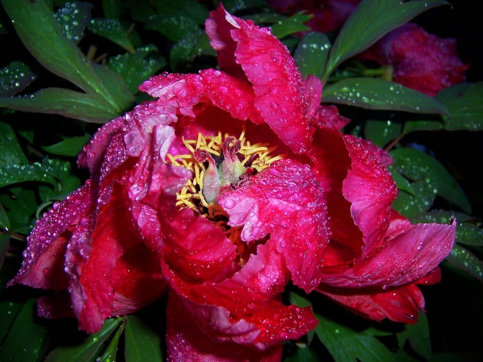 pink peony flower preview